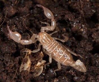 Media type: image; Invertebrate Zoology 46988